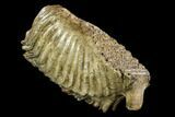 Fossil Woolly Mammoth Lower M Molar - North Sea Deposits #123643-2